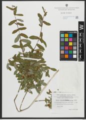 Foto von Salix amplexicaulis Bory